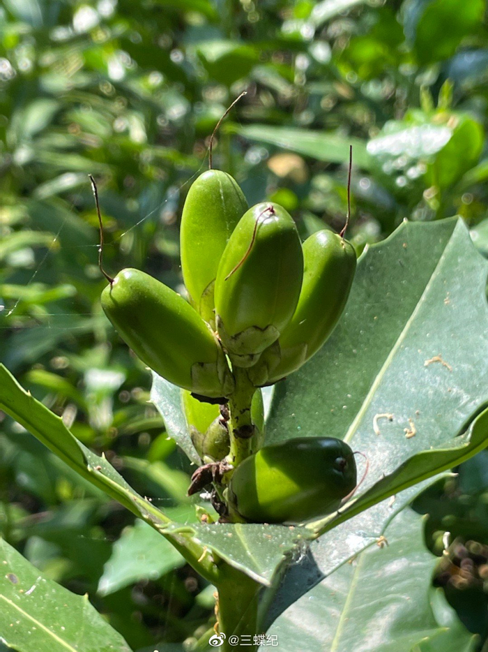 老鼠簕是深圳最常见的红树植物之一