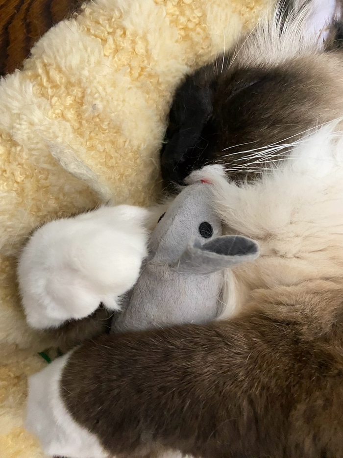 猫抱着耗子睡也是活久见了
