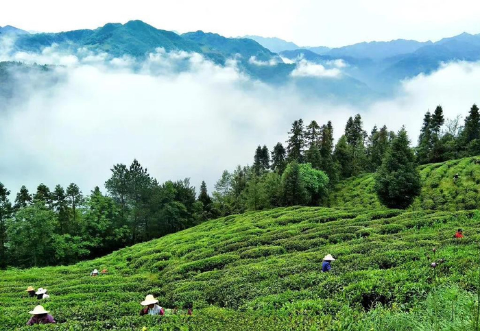 茶旅通航上央视新闻 多地兴起通航消费热