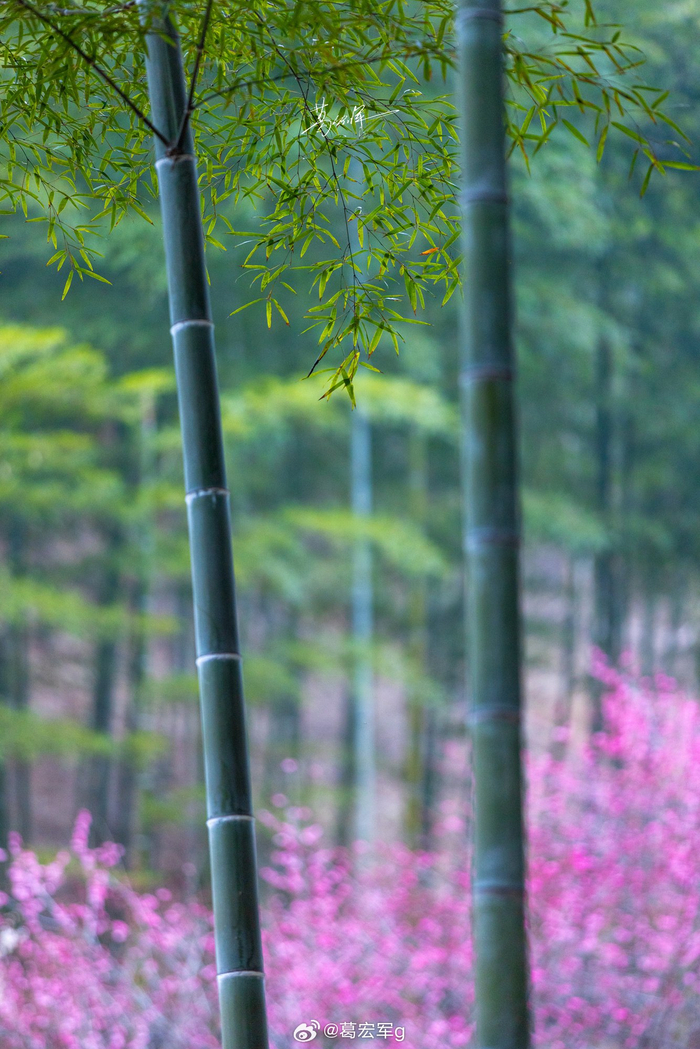 竹林与梅花
