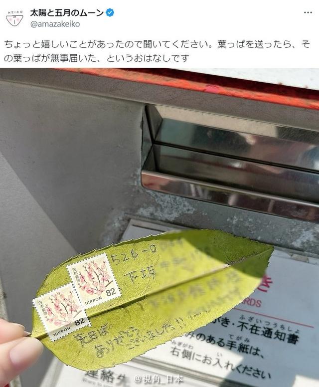 大叶冬青叶可刻字寄远方