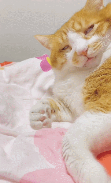 养了一只很怂的橘猫,天天被邻居的猫骂,隐忍一年终发威!