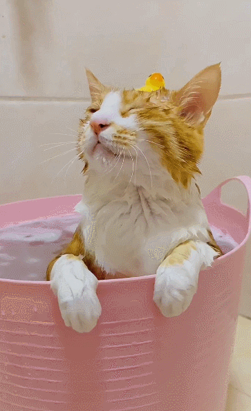 了几分安稳;对了,忘记和大家介绍,其实猫咪有一个好听的名字——叽叽