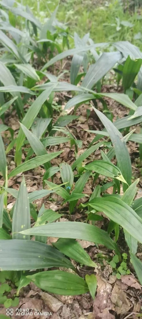 广西桂汇通医药集团:杂交二代毛慈菇发展前景