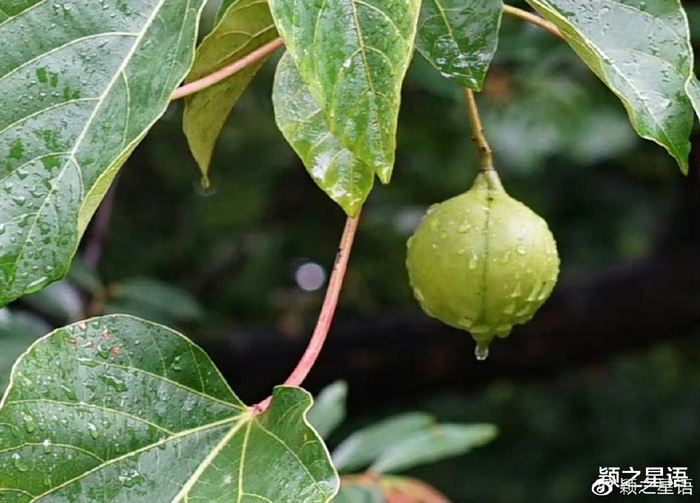 见过桐子花海吗?繁花万种,尤喜素雅桐子花