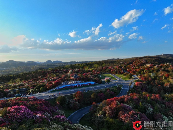 贵州毕节:百里杜鹃花如海|贵州|杜鹃花|黔西_新浪新闻