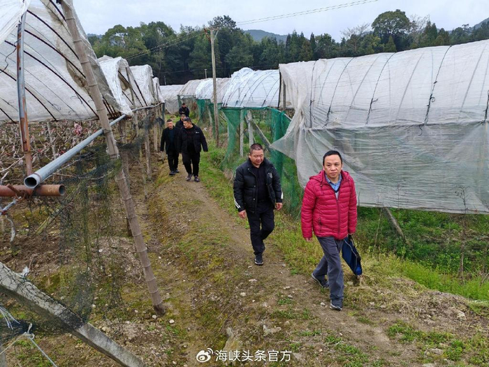 国家航天育种成果转化中心沈新榕一行到霞浦县柏洋乡调研葡萄产业