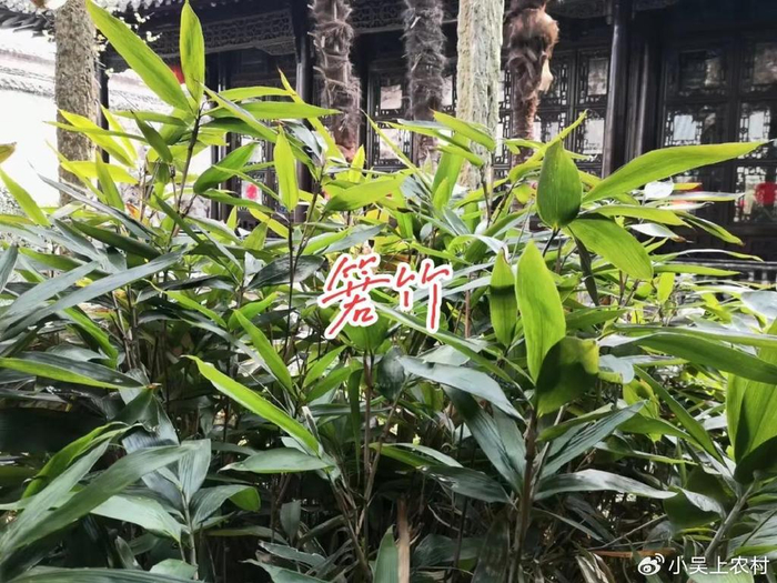 端午将至，农村这3种植物又将疯抢了，哪3种？看看你家乡有没有？__财经头条__新浪财经