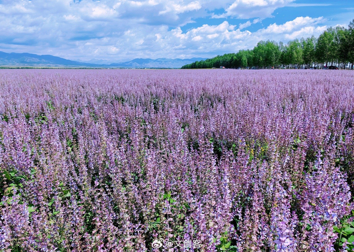 昭苏油菜花海～绵延到心里的浪漫～与紫苏花海无缝衔接