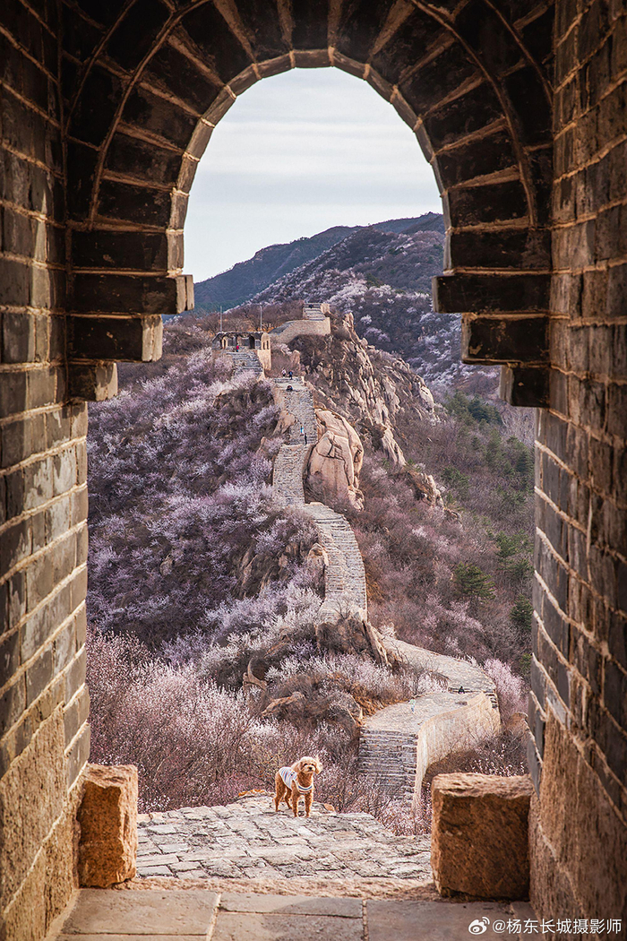 登长城,赏花海,感受大庄科的温暖与浪漫