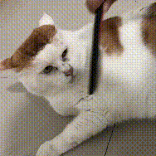 猫咪陪伴主人10年却无辜被弃路边默默等待换不来回心转意