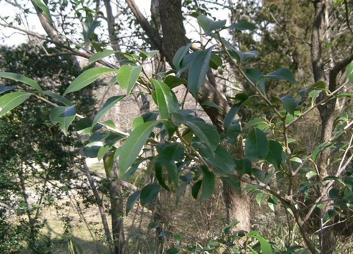 乌饭树,可以吃又可以染饭的神奇植物,有个诗意的名字叫南烛|中国|播种|叶柄|越橘|花冠_新浪新闻