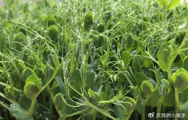 3月20日春分5种春菜可多吃营养丰富正当季错过要等明年