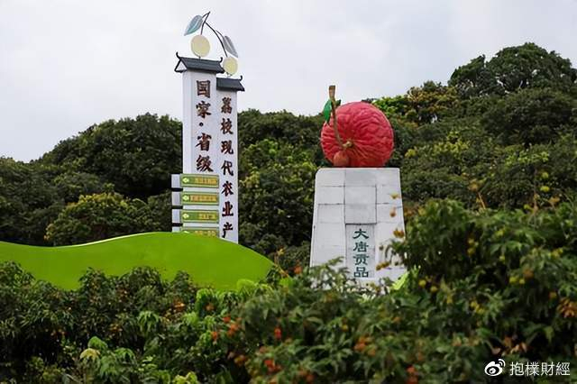 一年荔枝能卖80亿,广东农业第一大市真甜|茂名市|高州市|茂名荔枝|广东省|妃子笑_新浪新闻