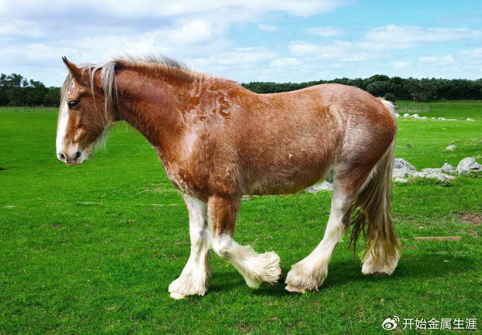 盘点14种世界上最大的大型哺乳动物|哺乳动物|体型|象海豹_新浪新闻