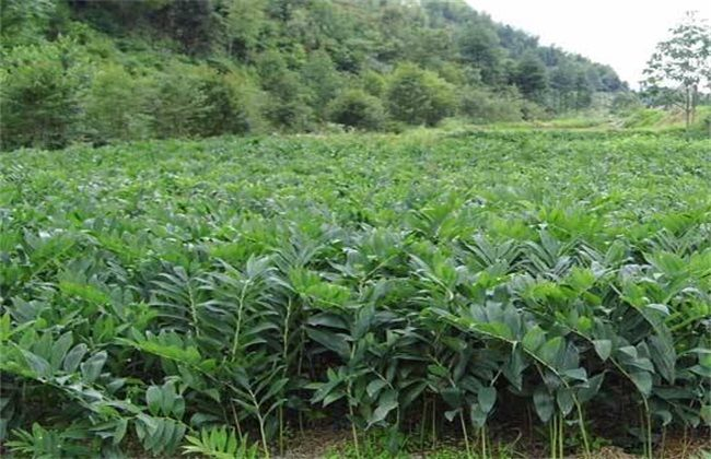 玉竹的种植方法,农民掌握以下要点,收获高产优质的玉竹