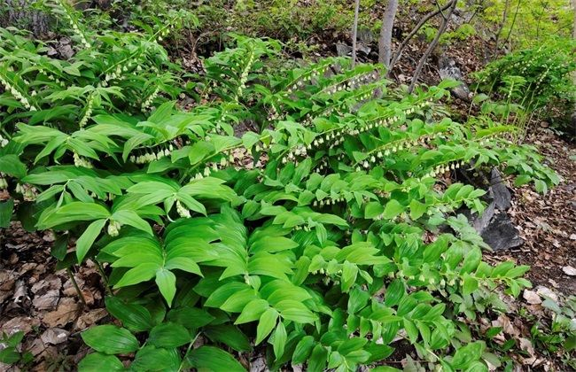 玉竹的种植方法,农民掌握以下要点,收获高产优质的玉竹