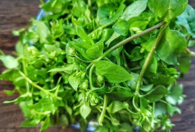 很多人一辈子都没吃过,我突发灵感,将野菜做出了粽子味|荞荞|野豌豆