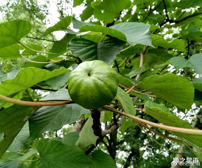 见过桐子花海吗?繁花万种,尤喜素雅桐子花