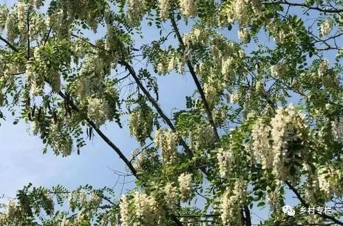 俗语“农夫自有种田经,刺槐开花种花生”真是这样吗?|农民|农村|播种|种子|土壤_新浪新闻