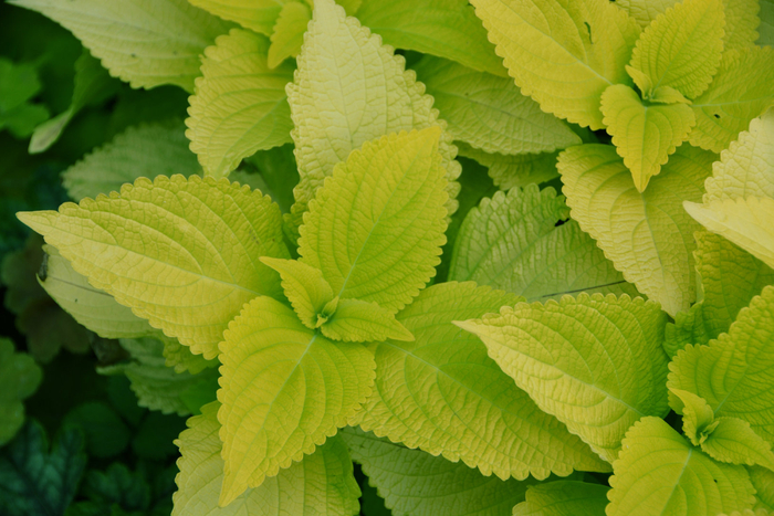 绿色彩叶草,原创拍摄__财经头条