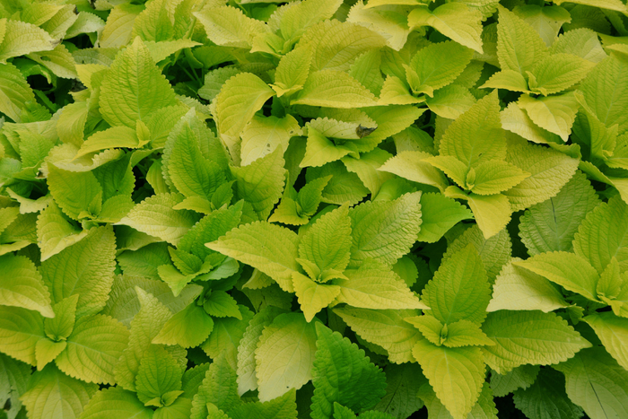 绿色彩叶草,原创拍摄__财经头条