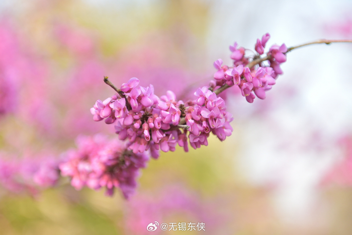 今天天气比较热,一大早看着紫荆花它一点点,一点点的…