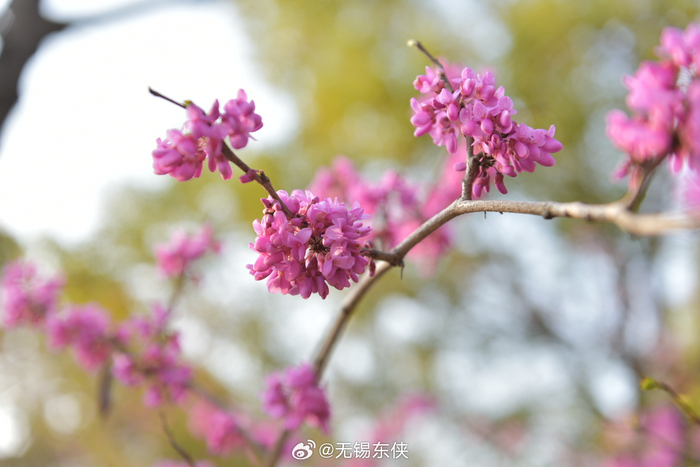 今天天气比较热,一大早看着紫荆花它一点点,一点点的…