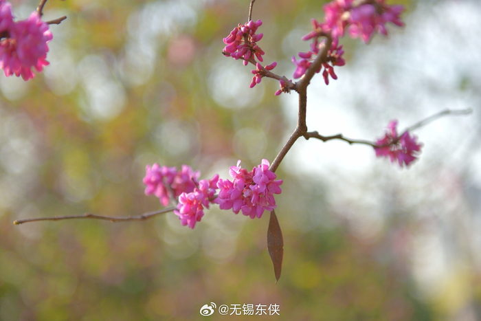 今天天气比较热,一大早看着紫荆花它一点点,一点点的…