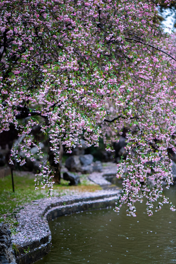 南京莫愁湖海棠