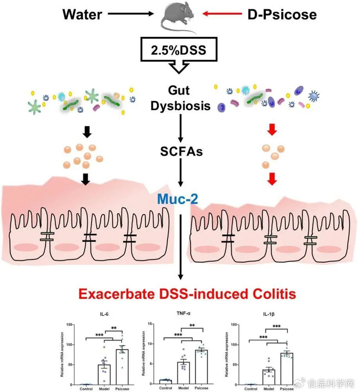 阿洛酮糖摄入引起肠道菌群紊乱,损害黏膜屏障,恶化dss诱导的小鼠
