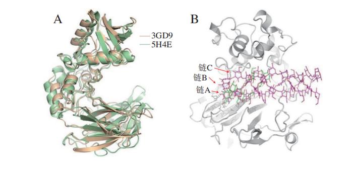 上海大學高海燕教授秦臻副教授等β13葡聚糖酶的結構功能