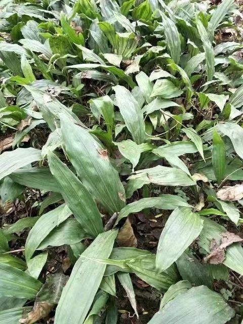 广西桂汇通医药集团:杂交二代毛慈菇发展前景