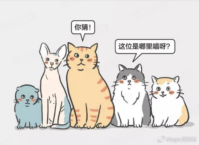 南方猫vs北方猫,差距不止亿点点,究竟谁赢了?