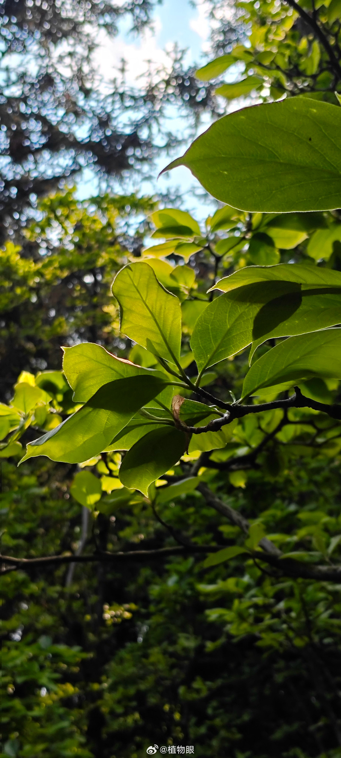 二乔玉兰先花后叶,周末想起去看花的时候发现叶都已经长出来了