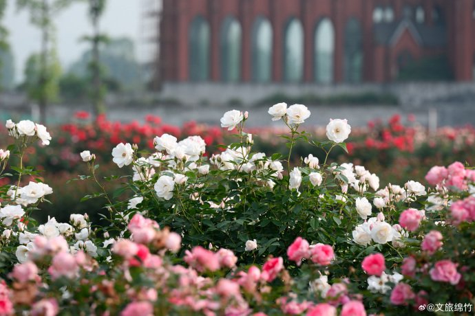 走进鲜花盛开的地方~——绵竹玫瑰谷,看盛开的鲜花与远处的城堡相互