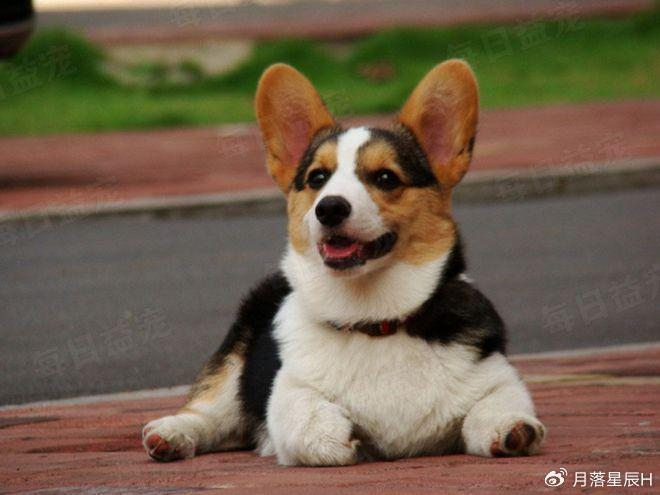 他心血来潮在网上选购柯基,经过一番仔细地筛选狗,终于以5000元的价格