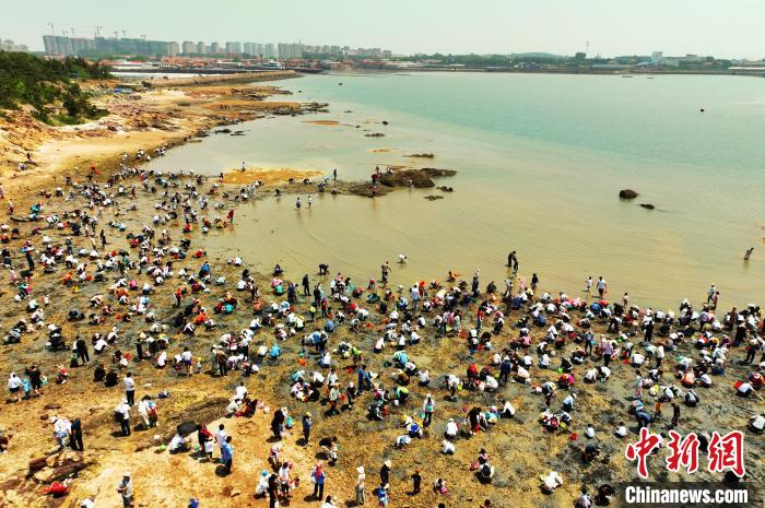 山东青岛:"蛤蜊节"上体验赶海野趣