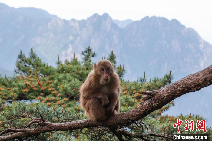安徽黄山短尾猴萌趣迎游客