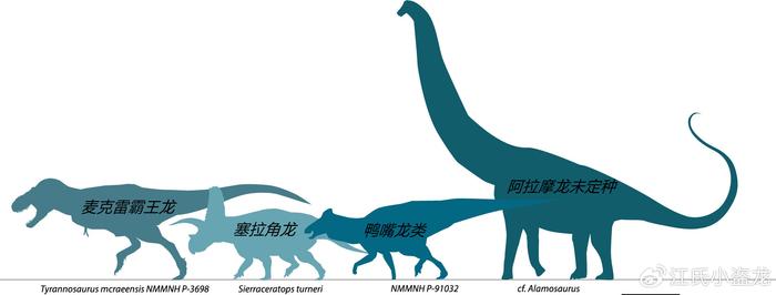 霸王龙演化过程图片