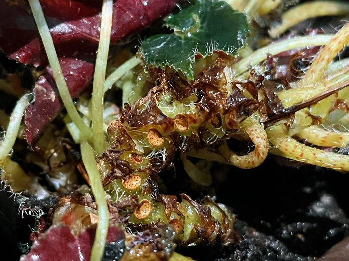 浇水的时候惊了一下!捏过确认不是鳞翅目幼虫 黑骑士滇缅秋海棠