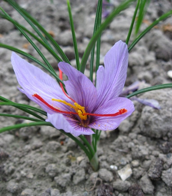 红花的花柱番红花(crocus sativus)是昂贵香料的来源,它也叫"藏红花"