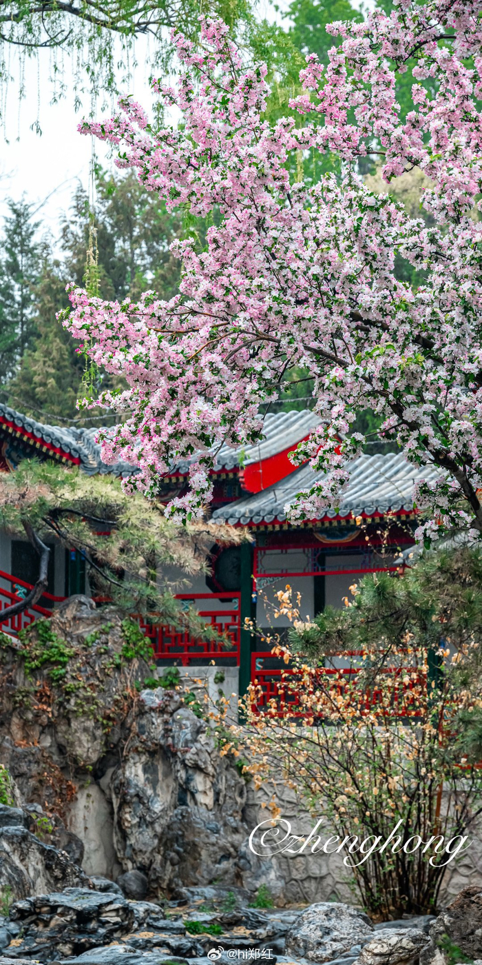 北京中山公园来今雨轩海棠依旧 摄影