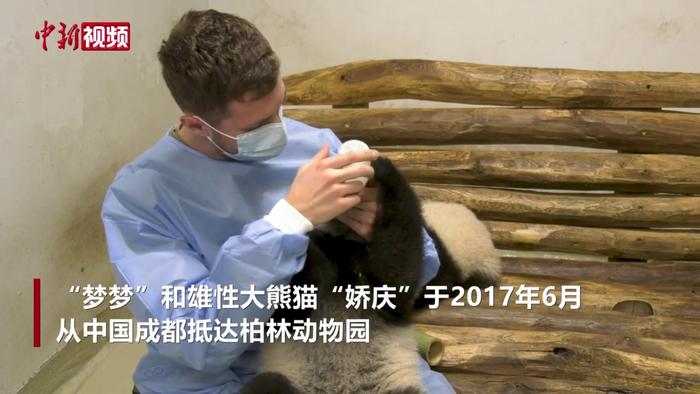 旅德大熊猫双胞胎“梦好”“梦甜”迎来奶瓶喂养