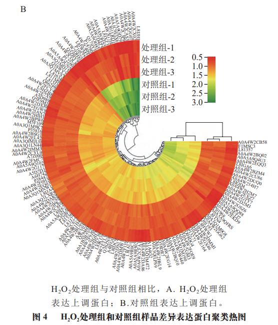 4 生物信息学分析结果为明确ros调控糖酵解改善肉嫩度的差异表达蛋白