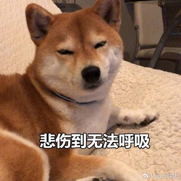 妹子给狗当司机,遭"乘客"骚扰仍沉醉其中:无限欢迎