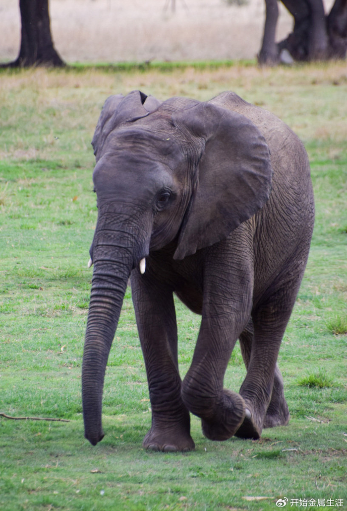 盘点14种世界上最大的大型哺乳动物|哺乳动物|体型|象海豹_新浪新闻
