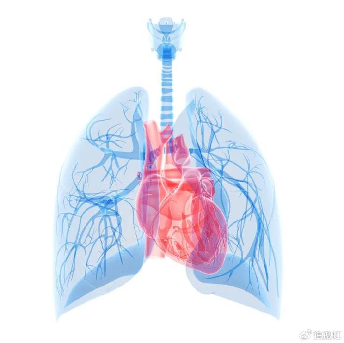 排出二氧化碳,吸收新鮮氧氣,再回到心臟,最後由心臟把血液泵到全身