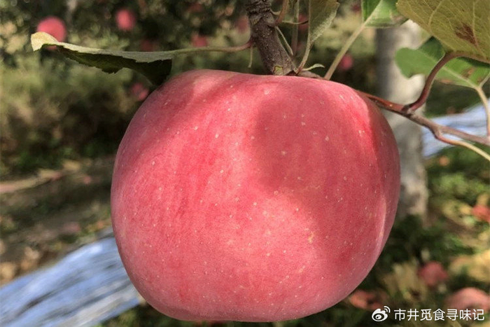 我国哪的苹果最好吃经过比对15种苹果榜上有名您吃过几种