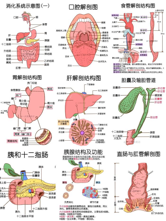 消化系统结构图 简单图片